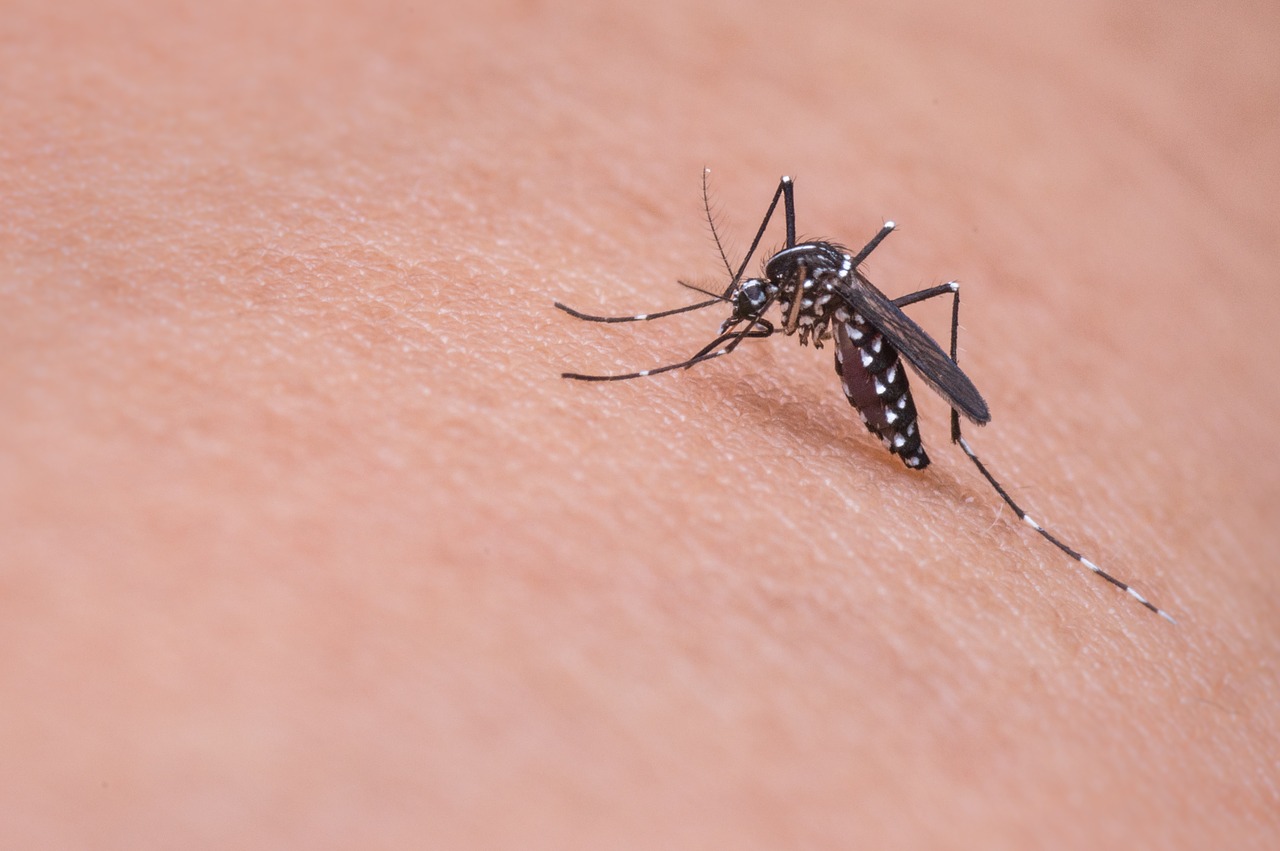 Copertina articolo Come tenere le zanzare lontano da casa?
